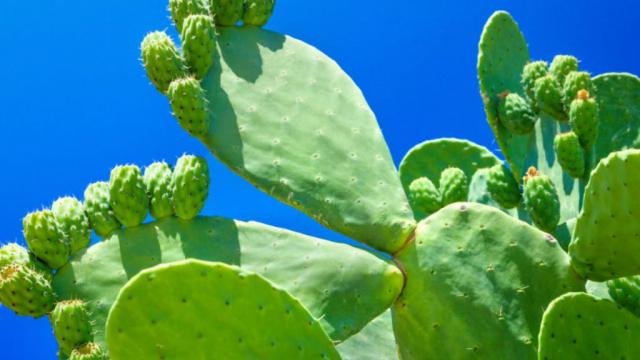 nopales2 Alumnos del IPN crean máquina desespinadora de tunas y xoconostles