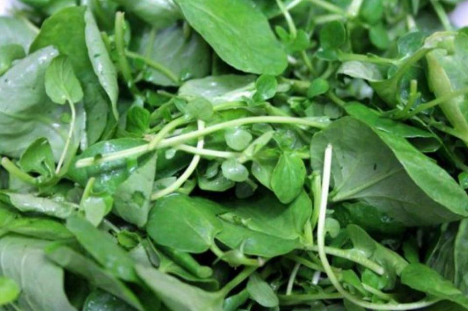 quelite Los quelites, planta mexicana que inhibe bacteria que genera gastritis