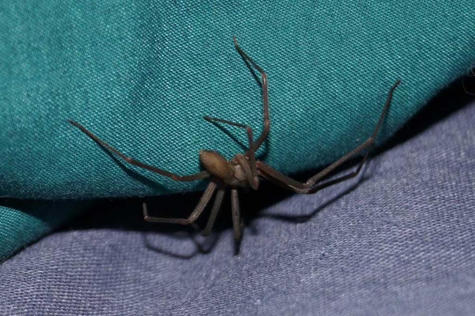 Trabajan sistema para detección de picaduras de araña violinista Trabajan sistema para detección de picaduras de araña violinista
