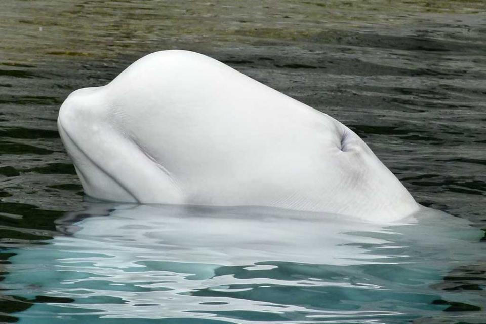 Rusia promete liberar a decenas de orcas y belugas Rusia promete liberar a decenas de orcas y belugas