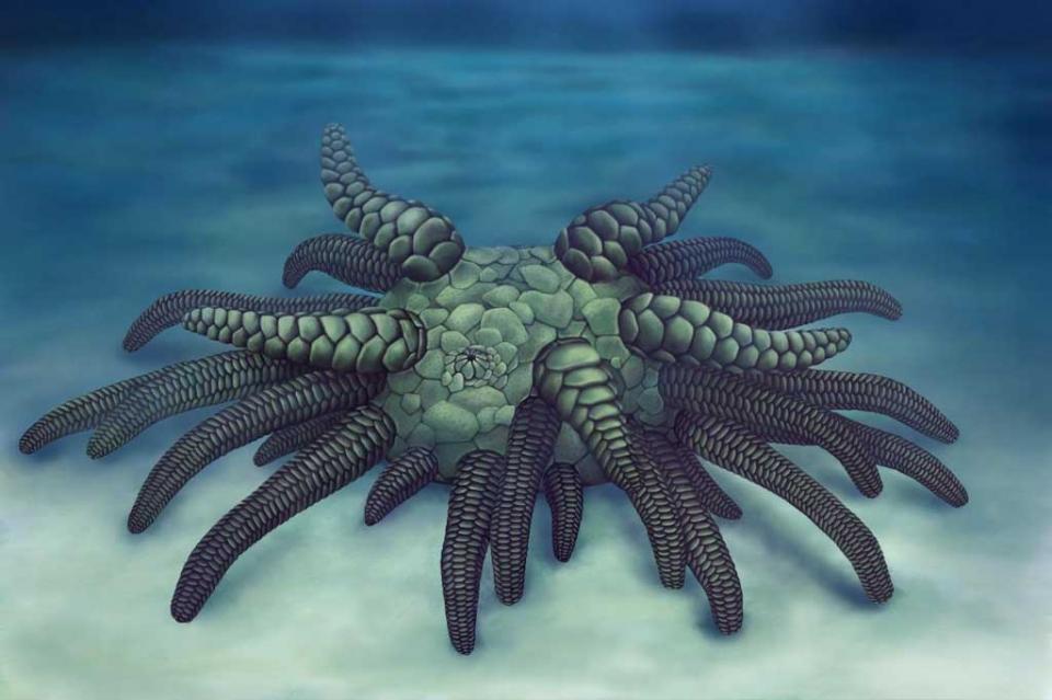 Hallan fósil de 430 millones de años vinculado con los pepinos de mar Hallan fósil de 430 millones de años vinculado con los pepinos de mar