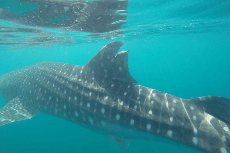 tiburonballena2 Profepa presenta denuncia ante la FGR por daño a tiburón ballena en BCS