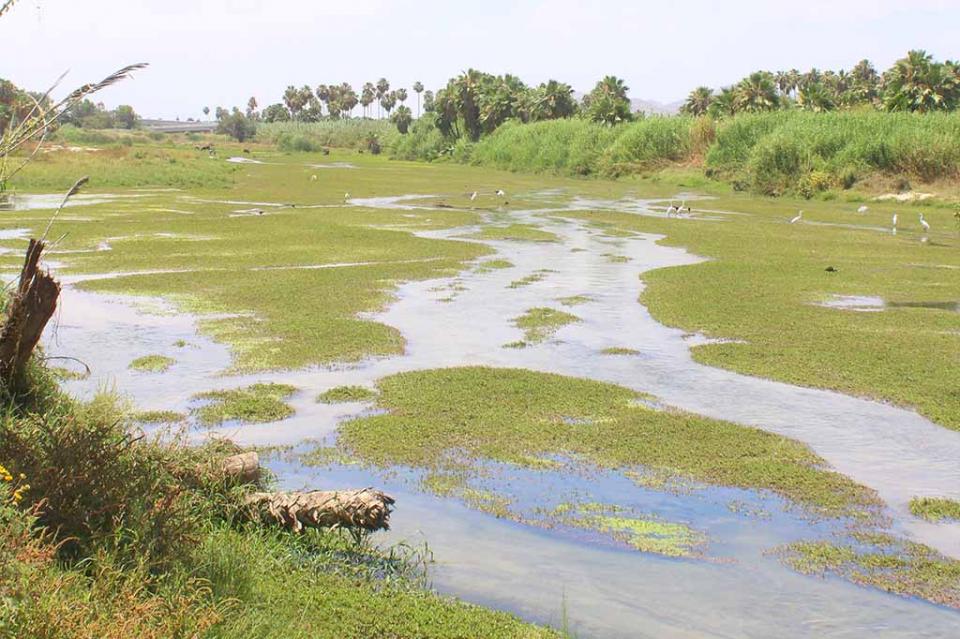 Castigo a los responsables y emergencia ambiental en el estero, demandan ambientalistas al Gobierno estatal Castigo a los responsables y emergencia ambiental en el estero, demandan ambientalistas al Gobierno estatal