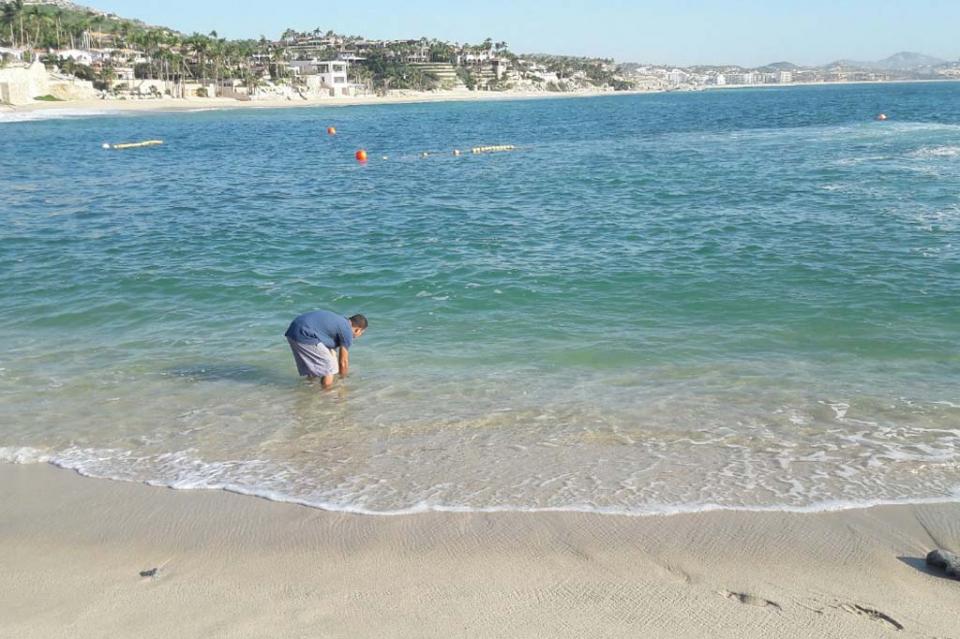 Los Cabos el destino con playas más limpias informa Zofemat Los Cabos el destino con playas más limpias informa Zofemat