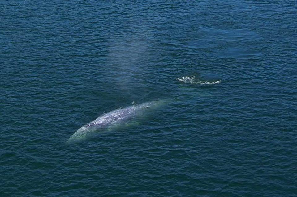 Ballenas grises estarían muriendo de hambre por el cambio climático Ballenas grises estarían muriendo de hambre por el cambio climático