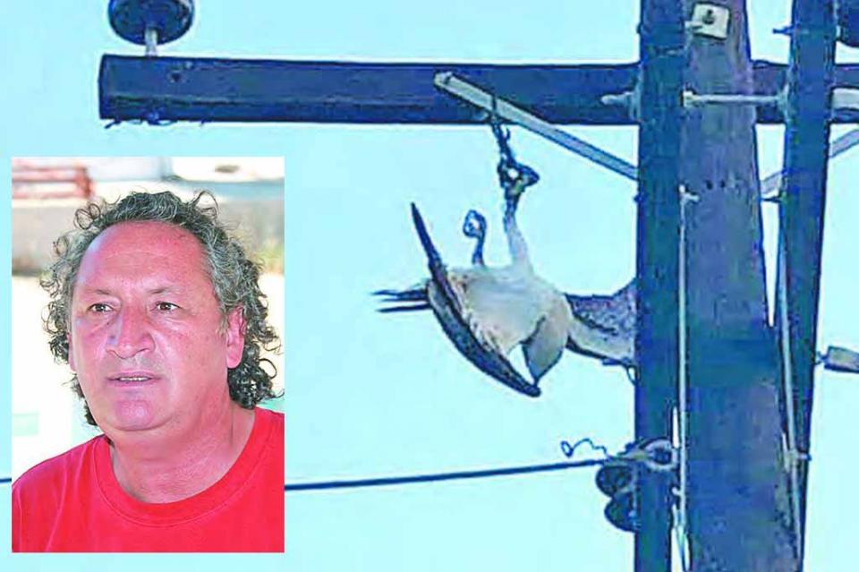Las aves rapaces no son mascotas; son especies protegidas en México, hay que cuidarlas y preservarlas: Carlos Narro Las aves rapaces no son mascotas; son especies protegidas en México, hay que cuidarlas y preservarlas: Carlos Narro