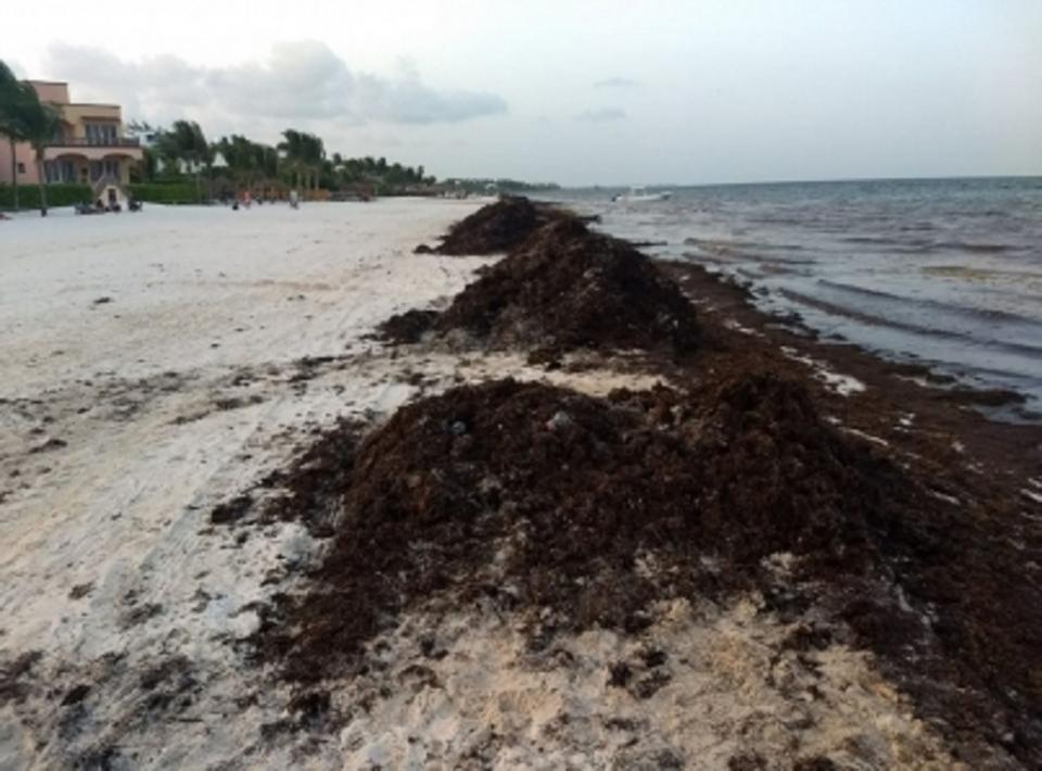 Sargazo impactará la próxima semana costas de Tulum y Xcalak Sargazo impactará la próxima semana costas de Tulum y Xcalak
