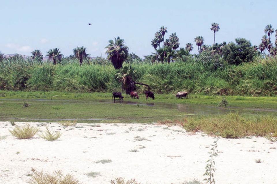 ESTERO Prevalecen en Estero josefino impacto ambiental, desorden territorial y riesgos a la salud: regidora Tabita