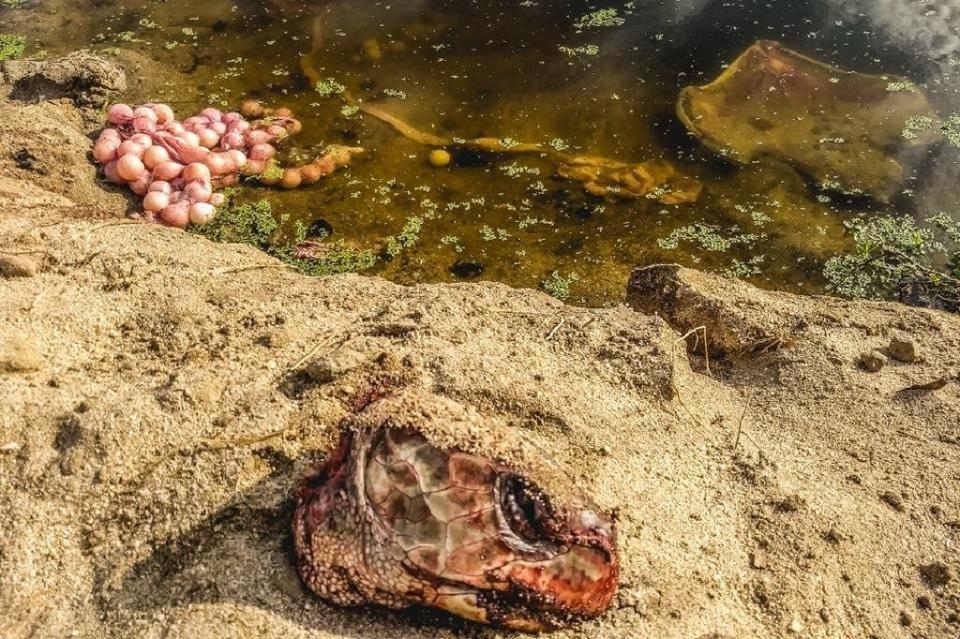 PhotoPictureResizer_190813_125942487_crop_1024x682 Denuncian ciudadanos tortuga destazada en playa La Bocana