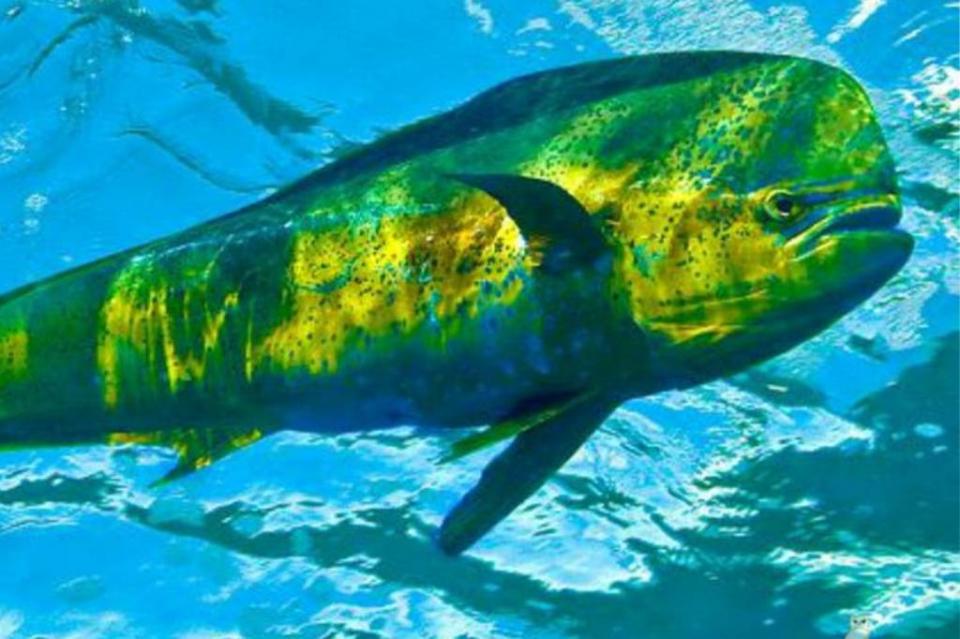 New Project - 2019-11-21T125519.180 Fracción Parlamentaria del PT fija postura contra liberación de especies protegidas para la pesca deportiva
