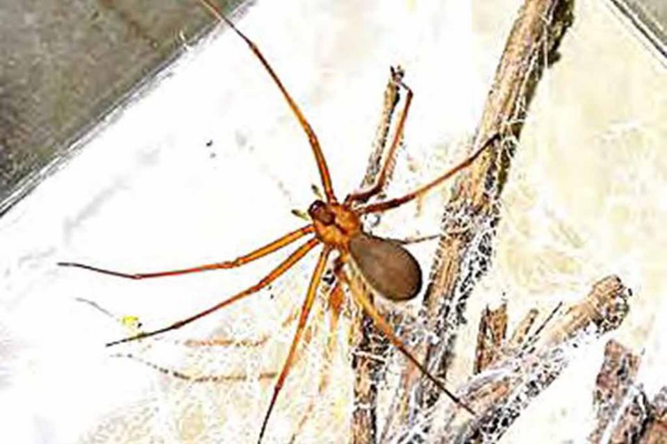 No hay suficientes dosis de antídotos contra ataque de araña violinista: Serpentario La Paz; e n BCS registradas ocho especies No hay suficientes dosis de antídotos contra ataque de araña violinista: Serpentario La Paz; e n BCS registradas ocho especies