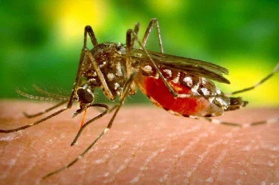 Especialistas "crean" mosquitos para combatir dengue Jalisco sube a tercer lugar nacional en casos de dengue