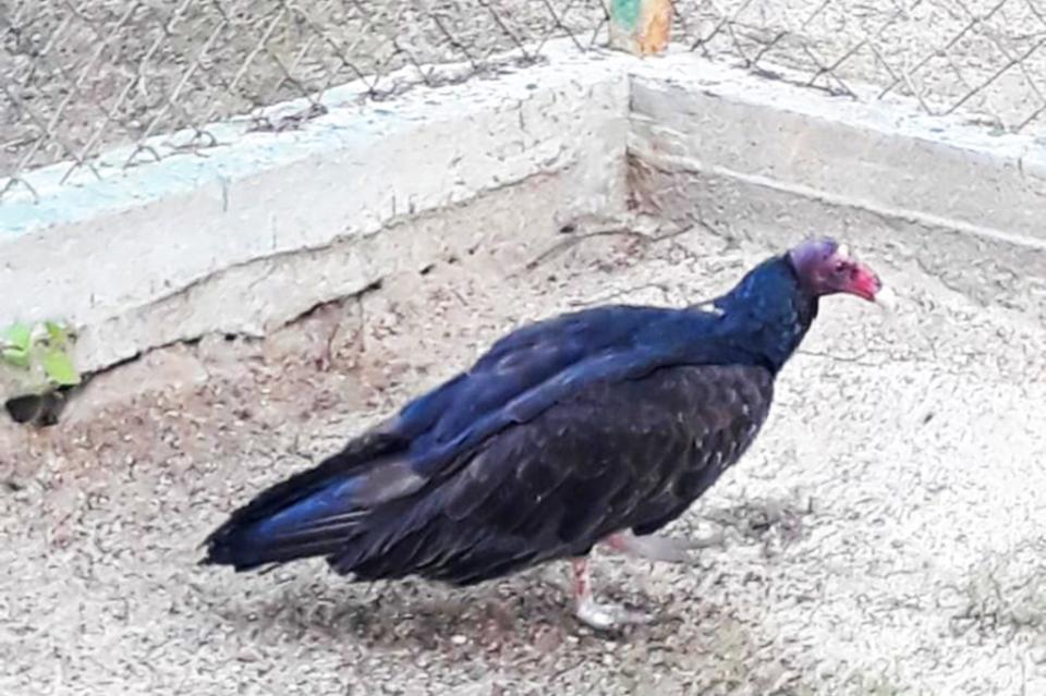 Fuerte compromiso de la XIII Administración en la Protección de las especies endémicas Fuerte compromiso de la XIII Administración en la Protección de las especies endémicas