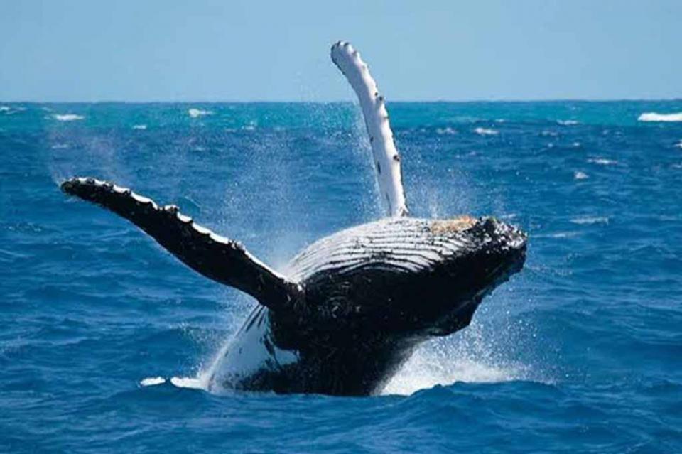 Emiten comunicado para el avistamiento de ballenas en puerto de Cabo San Lucas Emiten comunicado para el avistamiento de ballenas en puerto de Cabo San Lucas
