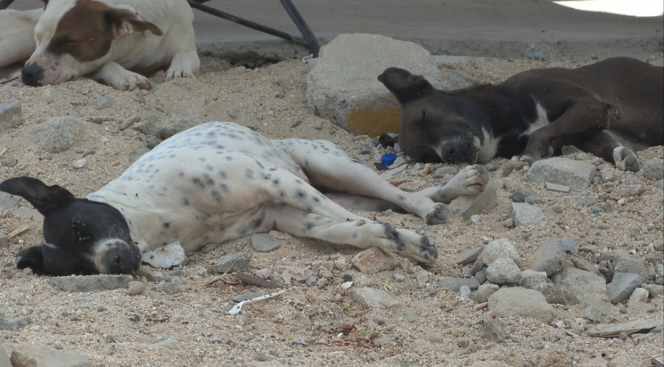Perros Habitantes de la colonia Ejidal denuncian proliferación de perros y gatos callejeros