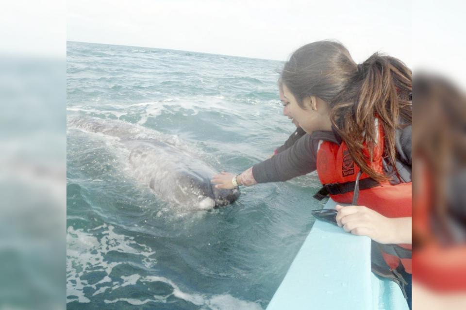 Convocan al Festival de la Ballena Gris en puerto Adolfo López Mateos Convocan al Festival de la Ballena Gris en puerto Adolfo López Mateos