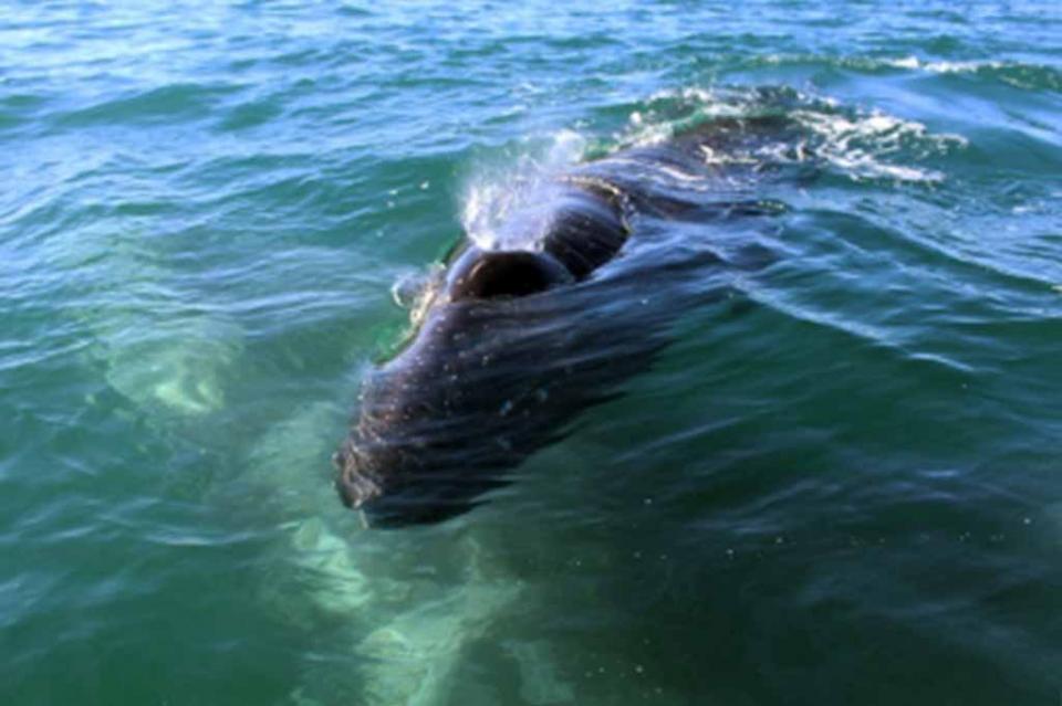 Observan a 52 ballenas grises en Pacífico Mexicano Observan a 52 ballenas grises en Pacífico Mexicano