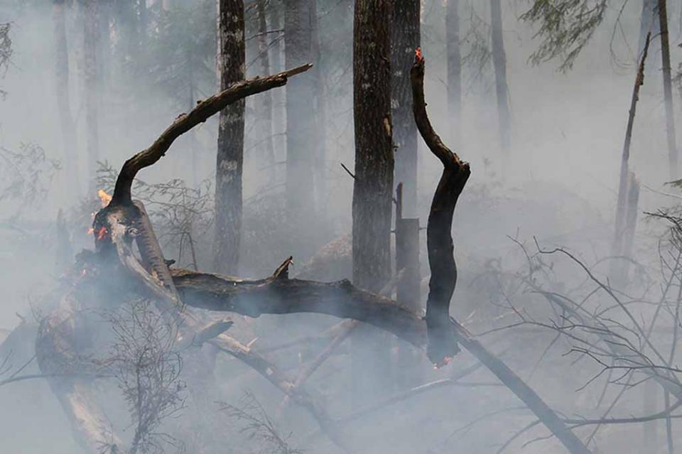 Incendios afectan 14 mil hectáreas en Baja California Incendios afectan 14 mil hectáreas en Baja California