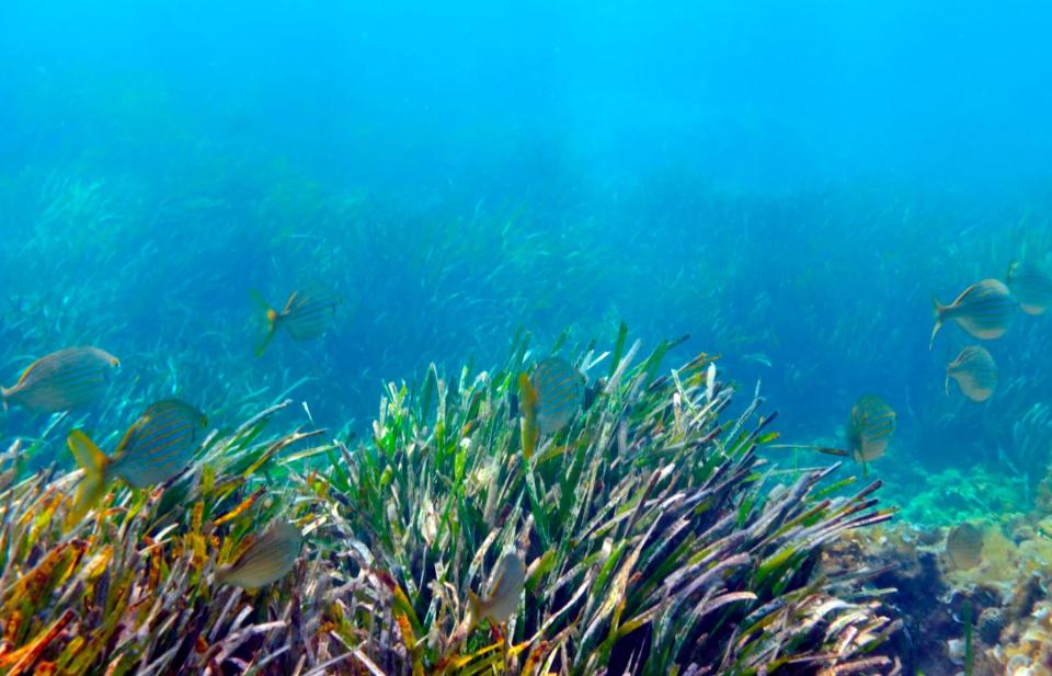 33 Prevén extinción masiva de especies marinas a fin de siglo