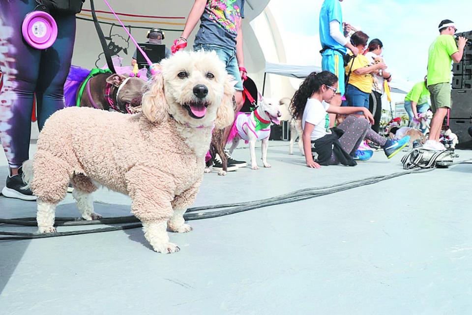 Realizan primera edición de “Mascota Fest 2020” en CSL Realizan primera edición de “Mascota Fest 2020” en CSL
