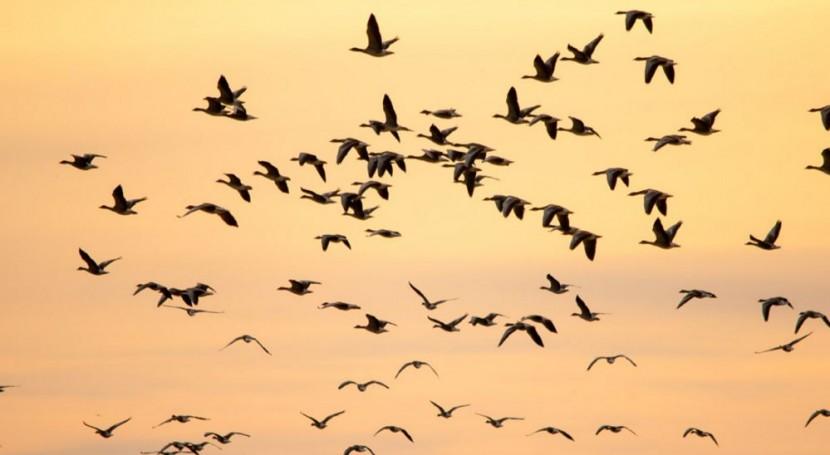 aves Expertos discutirán sobre amenazas de especies migratorias
