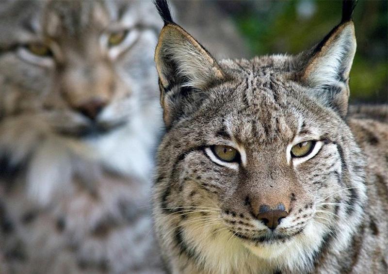 bcb COP13 catalogó siete nuevas especies en peligro de extinción