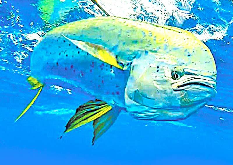 Excluyen participación de pescadores deportivos en Foro sobre pez dorado Excluyen participación de pescadores deportivos en Foro sobre pez dorado