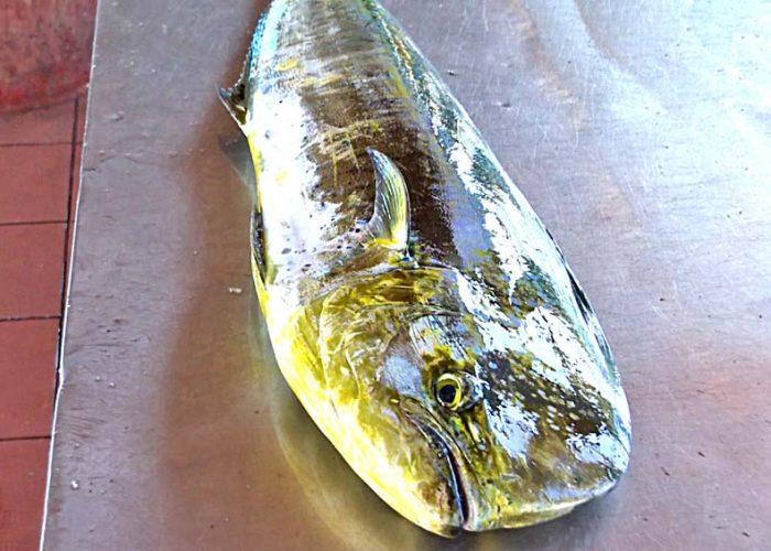 dorado-2-700x500 Revienta Foro de Pesca del Dorado en Cd de México