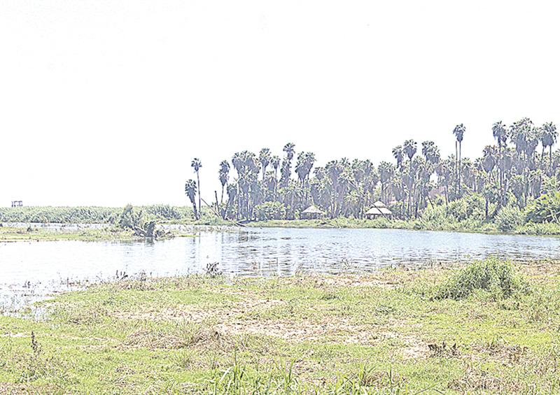 UAM proyecta un humedal artificial, se instalará en Baja California Sur UAM proyecta un humedal artificial, se instalará en Baja California Sur