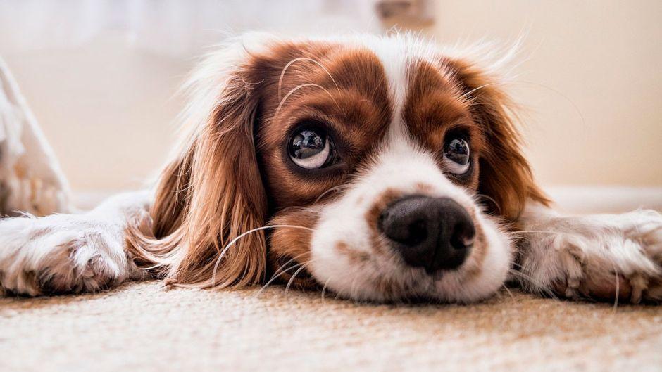 fotos-de-cachorritos-estafas Unión Europea busca detener comercio ilegal de animales