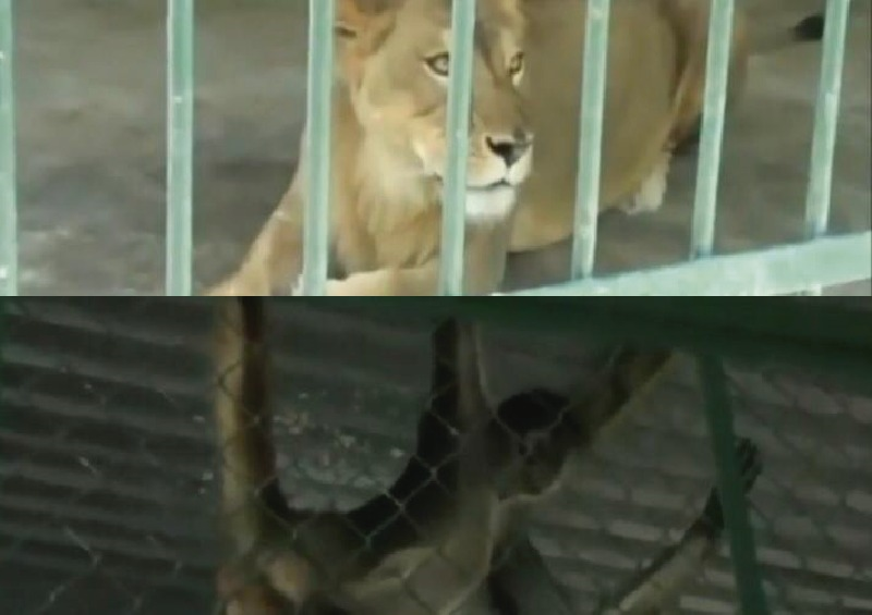 leon Lo que antes era un atractivo como zoológico en Santiago ahora convertido en salón de baile
