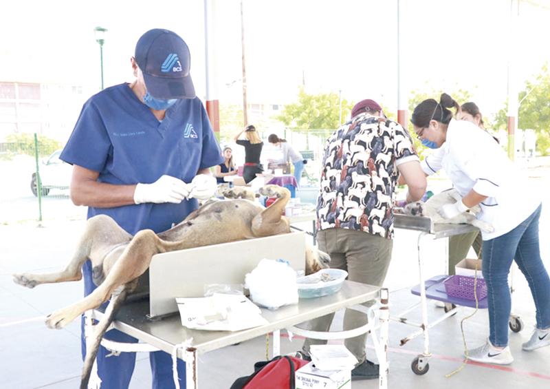 Realizan esterilizaciones caninas y felinas en La Paz Realizan esterilizaciones caninas y felinas en La Paz