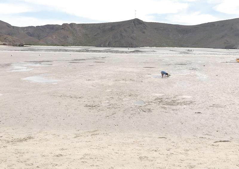 Está sin agua la playa Balandra por fenómeno de marea baja Está sin agua la playa Balandra por fenómeno de marea baja