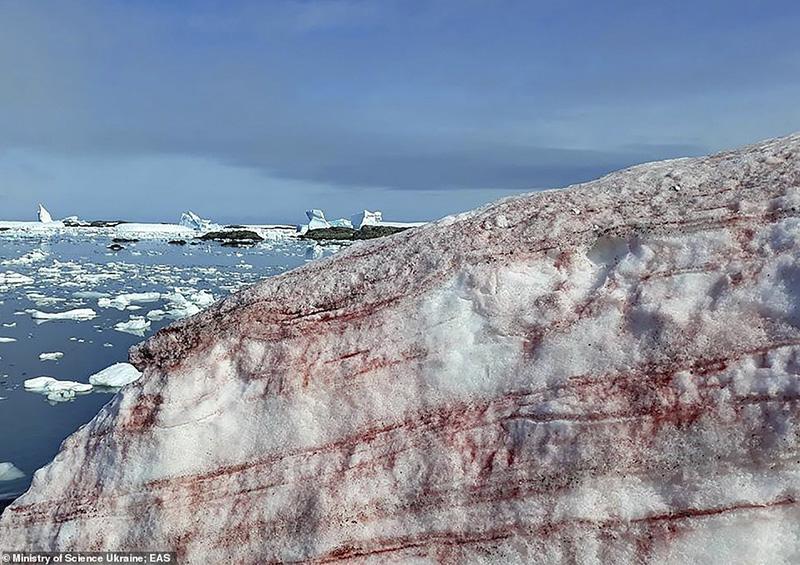 sszczc Nieve se torne rojo sangre en la Antártida