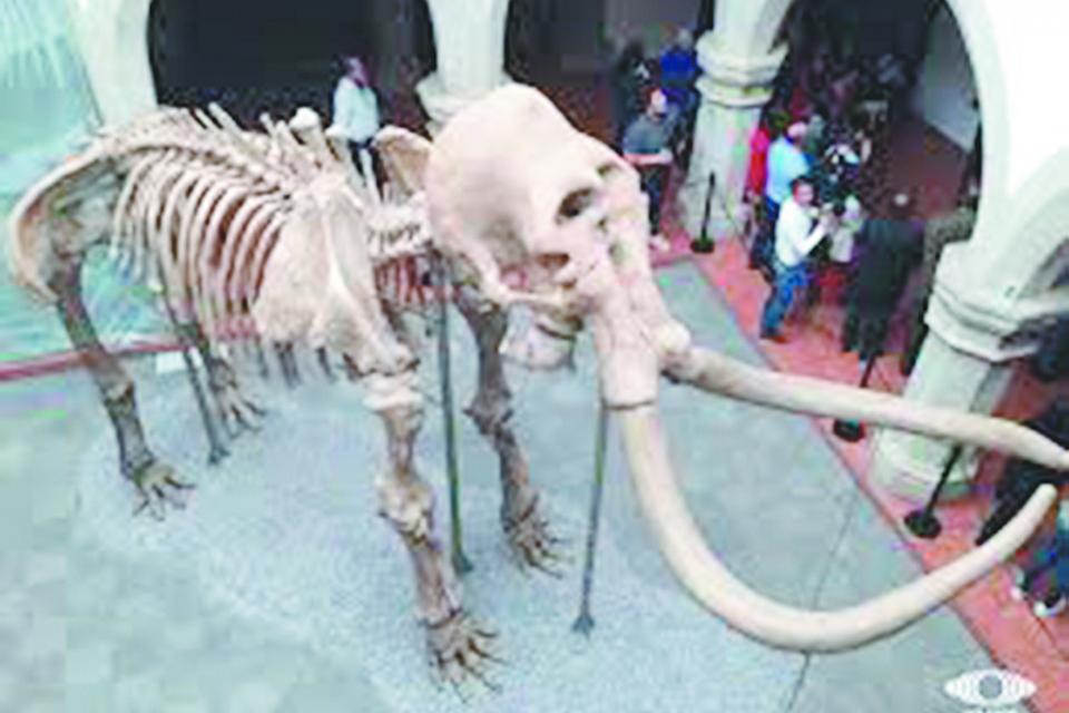 Llegará a BCS exposición de esqueleto de mamut Llegará a BCS exposición de esqueleto de mamut