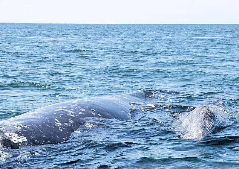 Reconoce Alcalde de Comondú menor turismo para ver ballenas Reconoce Alcalde de Comondú menor turismo para ver ballenas