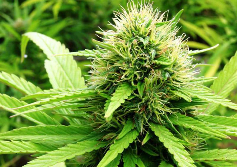 marihuana2 Aprueban uso recreativo de la marihuana