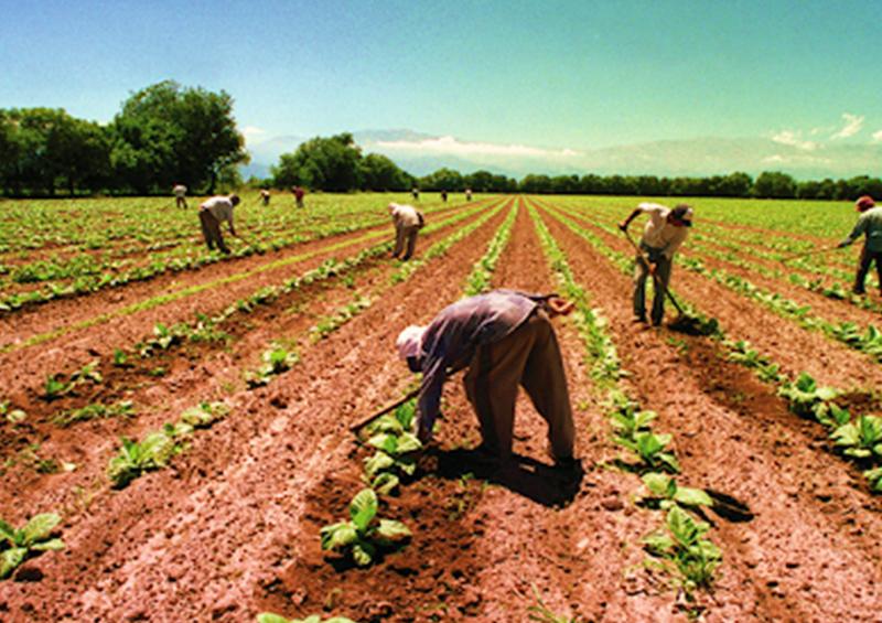 agrícolass En Canadá, 19 trabajadores mexicanos agrícolas con COVID-19