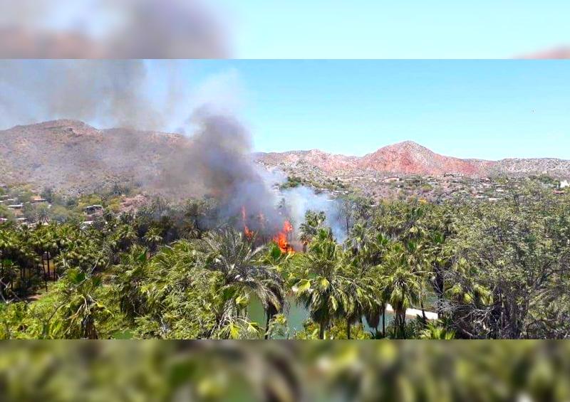 Controlan incendio en los palmares de Heroica Mulegé Controlan incendio en los palmares de Heroica Mulegé