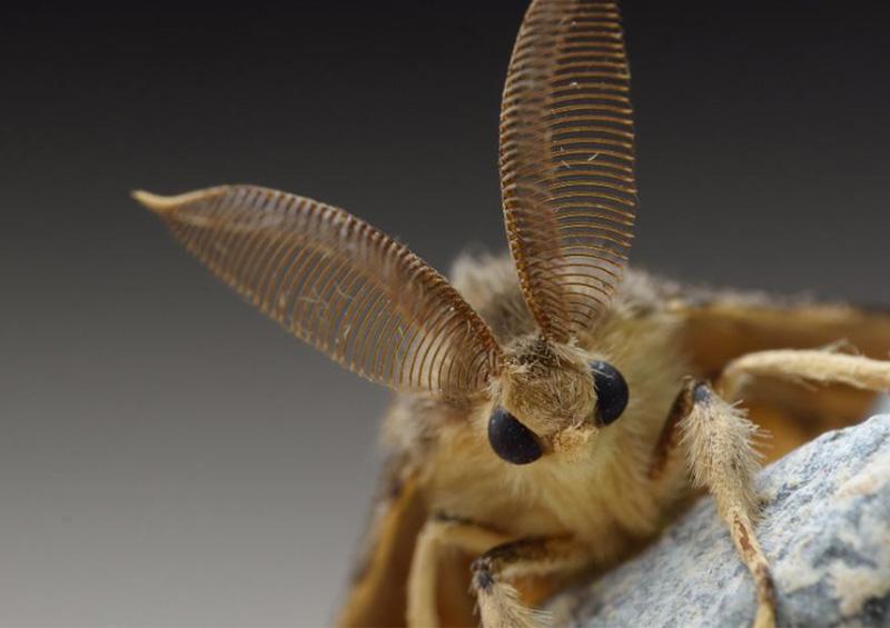 polillas gitanas asiáticas Alerta Washington por infestación de polillas gitanas asiáticas