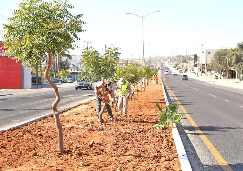 Implementan programa de mejoramiento en camellones de Los Cabos Implementan programa de mejoramiento en camellones de Los Cabos