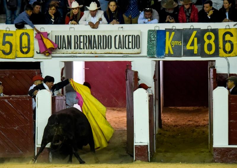 Toro Bogotá prohíbe maltrato o muerte del toro en corridas