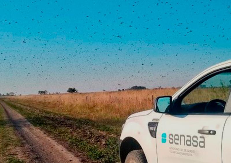 Langostas Emergencia fitosanitaria en Brasil ante plaga de langostas