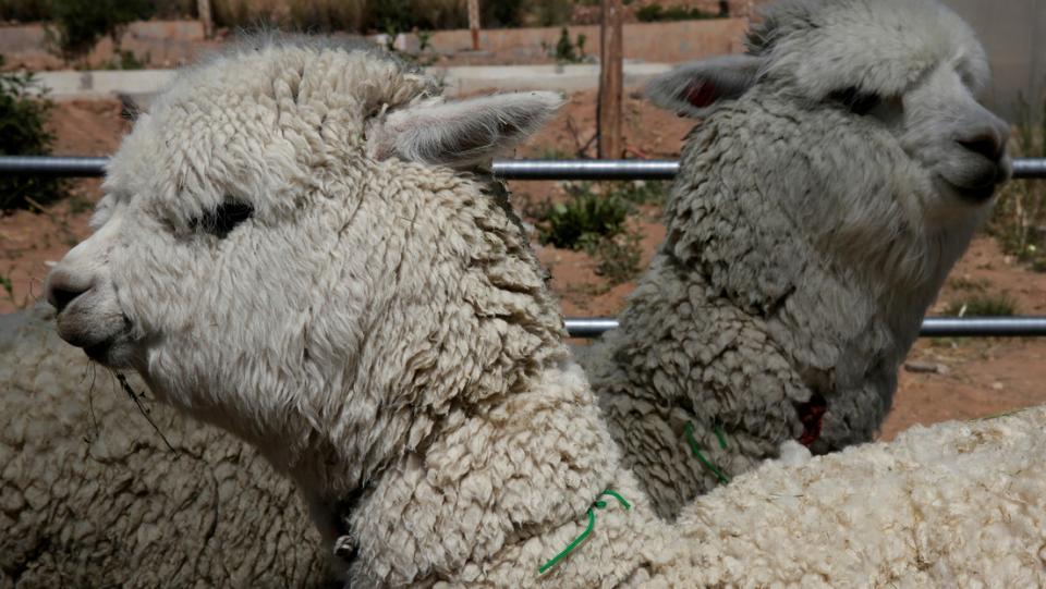 Alpacas Científicos chilenos descubren fuerte anticuerpo contra covid-19