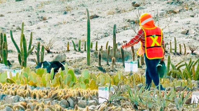 Reforestarán media hectárea de manglar La Paz -Pichilingue