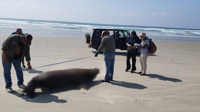Profepa investiga la muerte de lobos marinos en costas de BCS Costas del Pacífico en BCS