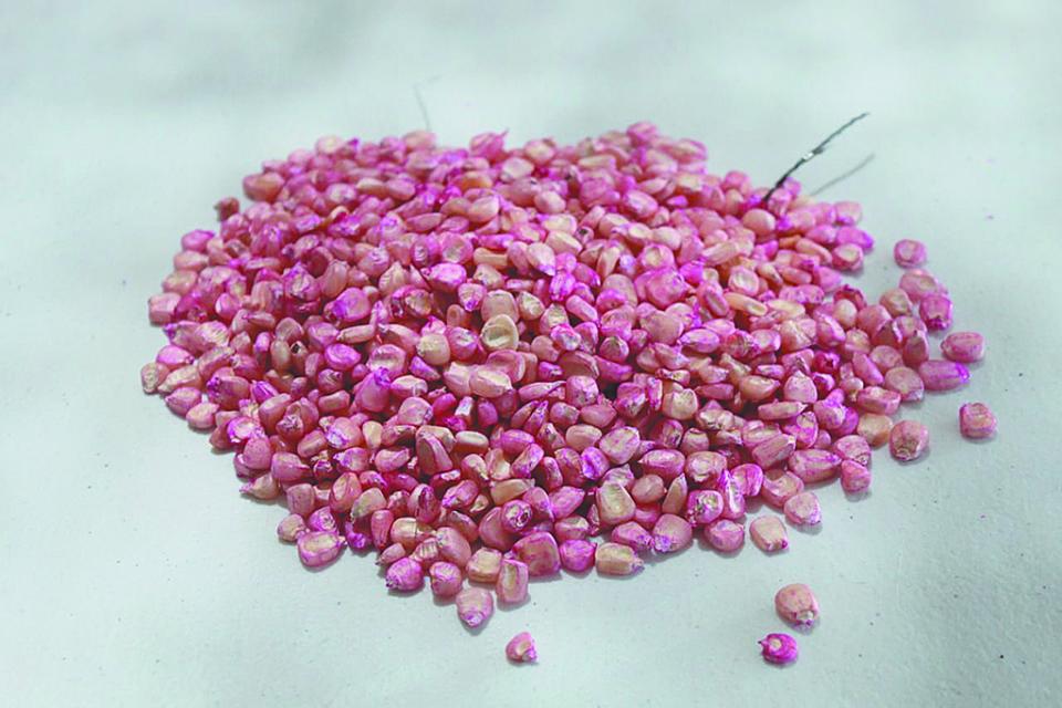 Entrega Sepada semilla de maíz y frijol a productores Entrega Sepada semilla de maíz y frijol a productores