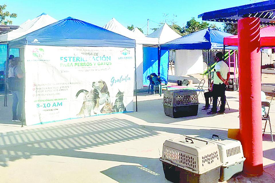 Jornadas de esterilización canina y felina en CSL Jornadas de esterilización canina y felina en CSL