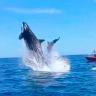 06-Ballenas Salto de orca sorprende a turistas en Cabo Pulmo
