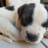 09-Perros La esterilización para mascotas podría ser obligatoria